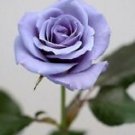 10 Seeds - Blue Rose Seeds Flower Bush Perennial Blooms - Beautiful Flower Home Garden #trck7