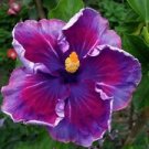 20 Seeds - Purple Blue Hibiscus Seeds Flowers - Beautiful Flower Home Garden #trck7