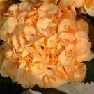 5 Seeds - Yellow Hydrangea Seeds Perennial Hardy - Beautiful Flower Home Garden #trck7
