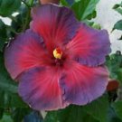 2 Seeds - Purple Pink Hibiscus Seeds Flowers - Beautiful Flower Home Garden #trck7