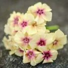50 Seeds - Yellow Pink Phlox Seeds Bloom Flower Perennial - Beautiful Flower Home Garden #trck7