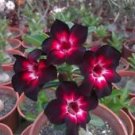 4 Seeds - Pink Black White Desert Rose Seeds Adenium Flower - Beautiful Flower Home Garden #trck7
