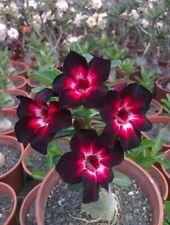 4 Seeds - Pink Black White Desert Rose Seeds Adenium Flower - Beautiful Flower Home Garden #trck7