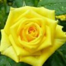 10 Seeds - Yellow Rose Seeds Flower Bush Perennial Bloom - Beautiful Flower Home Garden #trck7