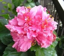 20 Seeds - Double Bright Pink Hibiscus Seeds Flowers - Beautiful Flower Home Garden #trck7