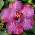 20 Seeds - Double Pink Hibiscus Seeds Flowers - Beautiful Flower Home Garden #trck7
