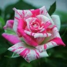 10 Seeds - Bright Pink Spotted Rose Seeds - Beautiful Flower Home Garden #trck7