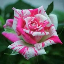 10 Seeds - Bright Pink Spotted Rose Seeds - Beautiful Flower Home Garden #trck7
