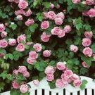10 Seeds - Climbing Double Light Pink Rose Seeds - Beautiful Flower Home Garden #trck7