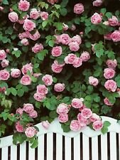 10 Seeds - Climbing Double Light Pink Rose Seeds - Beautiful Flower Home Garden #trck7