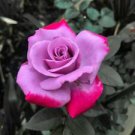 10 Seeds - Bright Pink Purple Rose Seeds Flower Bush - Beautiful Flower Home Garden #trck7