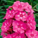 50 Seeds - Bright Pink Phlox Seeds Flower Perennial - Beautiful Flower Home Garden #trck7