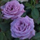 10 Seeds - Light Blue Purple Rose Seeds Flower Bush - Beautiful Flower Home Garden #trck7
