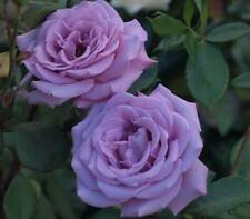 10 Seeds - Light Blue Purple Rose Seeds Flower Bush - Beautiful Flower Home Garden #trck7