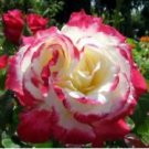 10 Seeds - Pink White Rose Seeds Flower Bush - Beautiful Flower Home Garden #trck7