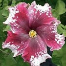 20 Seeds - Maroon and White Hibiscus Seeds - Beautiful Flower Home Garden #trck7