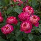 10 Seeds - Double Bright Pink Rose Seeds Flower Bush - Beautiful Flower Home Garden #trck7