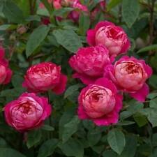 10 Seeds - Double Bright Pink Rose Seeds Flower Bush - Beautiful Flower Home Garden #trck7