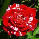 10 Seeds - Bright Red White Rose Seeds Flower Bush - Beautiful Flower Home Garden #trck7