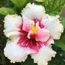 20 Seeds - White Pink Hibiscus Seeds Flowers - Beautiful Flower Home Garden #trck7