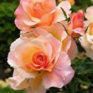 10 Seeds - Coral Pink Rose Seeds Flower Bush - Beautiful Flower Home Garden #trck7