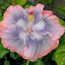 20 Seeds - Blue Pink Hibiscus Seeds Flowers - Beautiful Flower Home Garden #trck7
