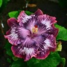 20 Seeds - Silver Pink Purple Hibiscus Seeds Flowers - Beautiful Flower Home Garden #trck7