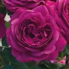 10 Seeds - Double Magenta Rose Seeds Flower Bush - Beautiful Flower Home Garden #trck7