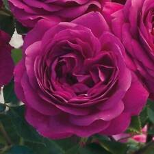 10 Seeds - Double Magenta Rose Seeds Flower Bush - Beautiful Flower Home Garden #trck7