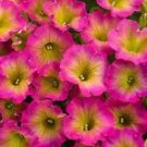 50 Seeds - Yellow Pink Petunia Seeds Flower - Beautiful Flower Home Garden #trck7
