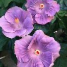 20 Seeds - Lilac Hibiscus Seeds Flowers - Beautiful Flower Home Garden #trck7