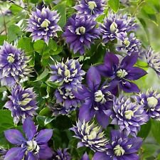 25 Seeds - Double Dark Purple Clematis Seeds - Beautiful Flower Home Garden #trck7