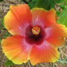 20 Seeds - Yellow Pink Orange Hibiscus Seeds - Beautiful Flower Home Garden #trck7