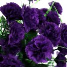 100 Seeds - Dark Purple Carnation Seeds Dianthus Flowers - Beautiful Flower Home Garden #trck7