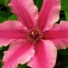 25 Seeds - Bright Pink Clematis Seeds Bloom Flowers Perennial - Beautiful Flower Home Garden #trck7