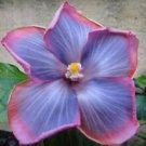 20 Seeds - Light Pink Purple Hibiscus Seeds Flowers - Beautiful Flower Home Garden #trck7