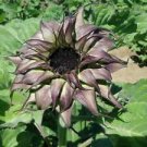 25 Seeds - Purple Sunflower Seeds Flowers Blooms - Beautiful Flower Home Garden #trck7