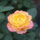 10 Seeds - Yellow Pink Rose Seeds Flower Bush - Beautiful Flower Home Garden #trck7