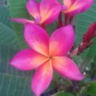 5 Seeds - Bright Pink Orange Plumeria Seeds Plants Flower - Beautiful Flower Home Garden #trck7