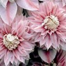 25 Seeds - Double Light Pink Clematis Seeds - Beautiful Flower Home Garden #trck7