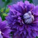 25 Seeds - Double Purple Clematis Seeds Flowers - Beautiful Flower Home Garden #trck7