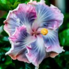 20 Seeds - Blue Purple Hibiscus Seeds Hardy Perennial Flower - Beautiful Flower Home Garden #trck7