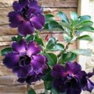 4 Seeds - Purple Desert Rose Seeds Adenium Flower Perennial - Beautiful Flower Home Garden #trck7