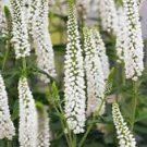 100 Seeds - White Veronica Seeds Speedwell Royal Candle Flower - Beautiful Flower Home Garden #trck7