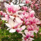 5 Seeds - Light Pink White Magnolia Seeds - Beautiful Flower Home Garden #trck7
