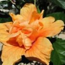 20 Seeds - Double Orange Hibiscus Seeds Flower - Beautiful Flower Home Garden #trck7