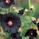 25 Seeds - Black Hollyhock Seeds Perennial Giant Flower - Beautiful Flower Home Garden #trck7