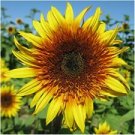 25 Seeds - Sundance Kid Sunflower Seeds Flowers - Beautiful Flower Home Garden #trck7