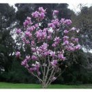 5 Seeds - Purple Magnolia Seeds - Beautiful Flower Home Garden #trck7