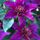 25 Seeds - Dark Purple Pink Clematis Seeds - Beautiful Flower Home Garden #trck7